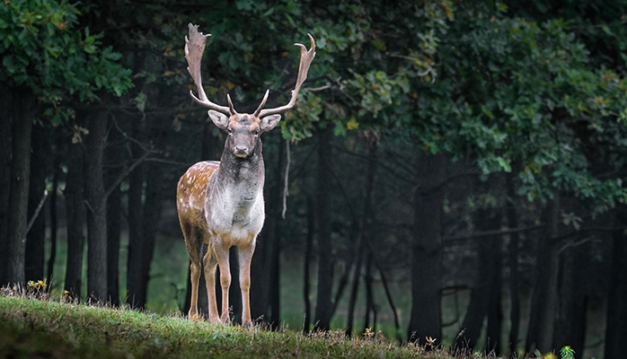 Que faire en cas de collision avec un animal sur la route ?